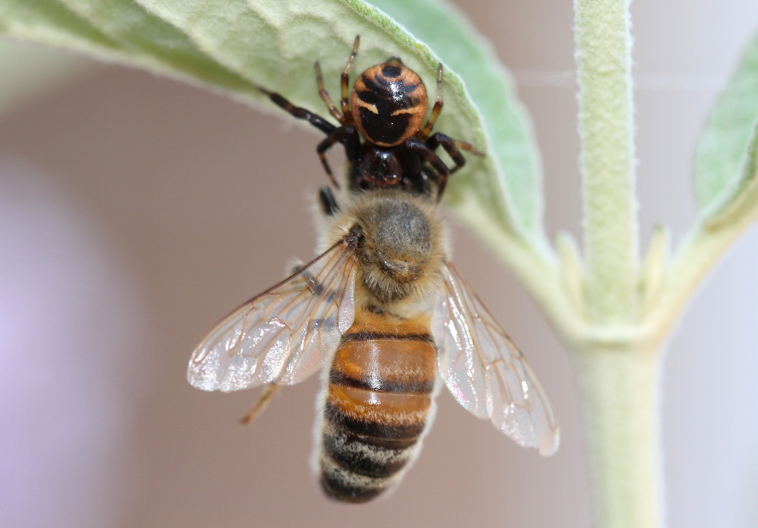 Synema globosum - Roma (RM)